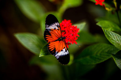 Close-up of butterfly pollinating on flower