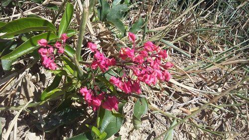 Close-up of pink flowers