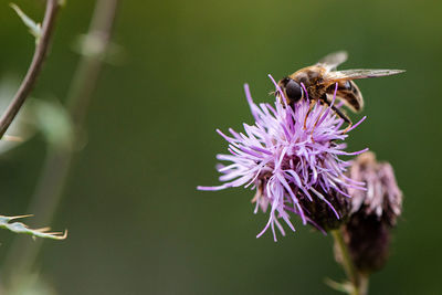 Close-up of bee pollinating on purple flower