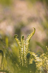 Close-up of plant growing outdoors