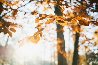 Close-up of autumn leaves on tree