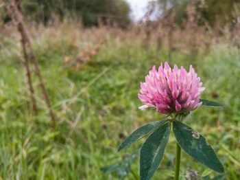 Close-up of pink flower blooming on field