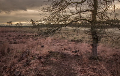 Trees on landscape against sky