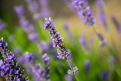 Close-up of bee pollinating on purple flower