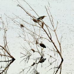 Bird perching on bare tree