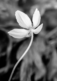 Close-up of flower blooming outdoors