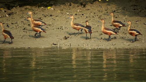 Birds in water