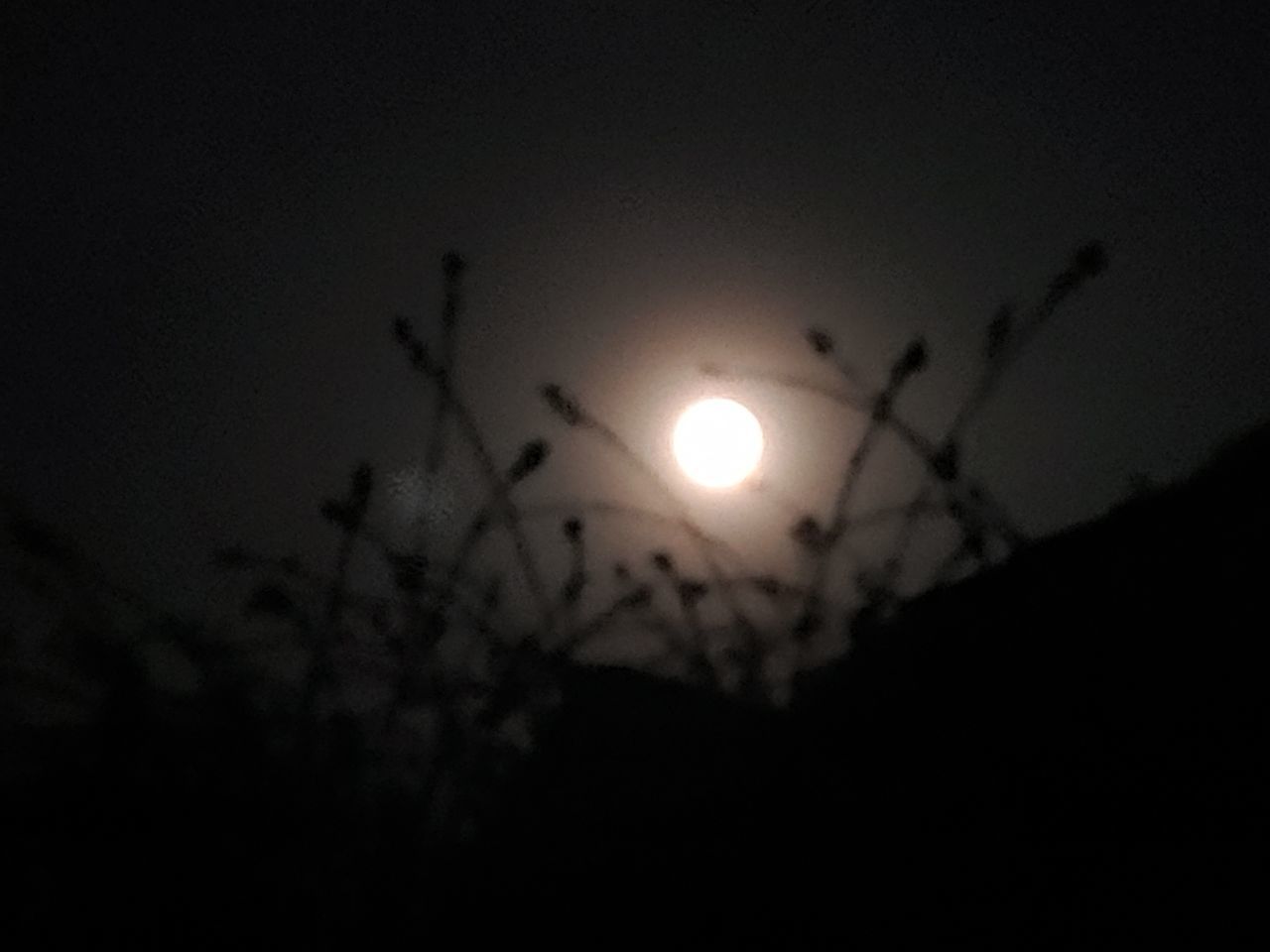 sky, silhouette, low angle view, night, nature, moon, beauty in nature, no people, outdoors, scenics - nature, tranquility, full moon, space, tranquil scene, sunset, dark, copy space, cloud - sky, plant, moonlight, planetary moon