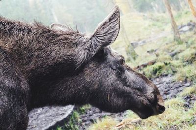 Close-up of moose