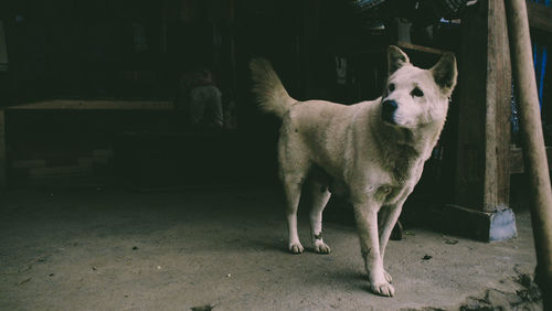 Portrait of dog standing outdoors