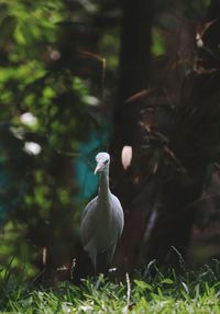 White bird perching on grass against tree