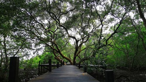 Footpath amidst trees in forest