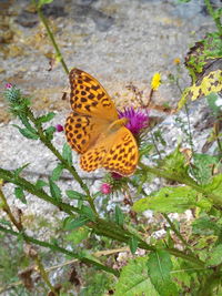 Close-up of butterfly pollinating on flower