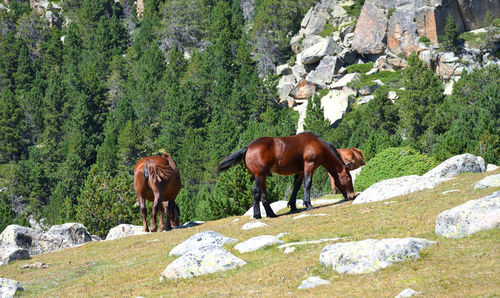 Horses on rock