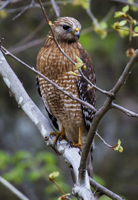 Close-up of bird perching on branch