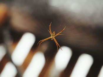 Close-up of spider on web