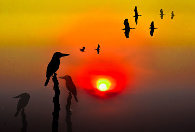 Silhouette birds flying in sky during sunset