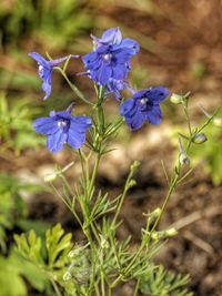 Close-up of purple flowering plants on field