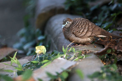 Close-up of a bird perching on a plant