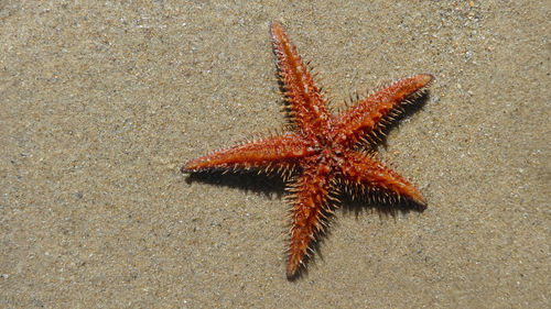 High angle view of starfish on beach