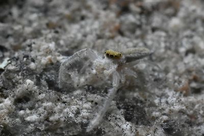 Close-up of spider