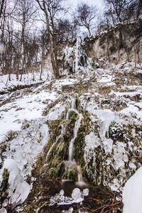 Bare trees growing on snow covered landscape