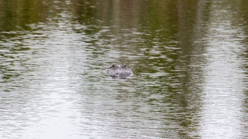 Duck swimming in lake