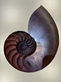 spiral