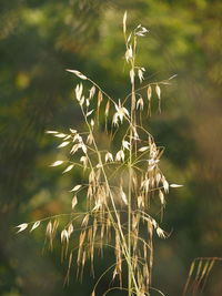 Close-up of flowering plant