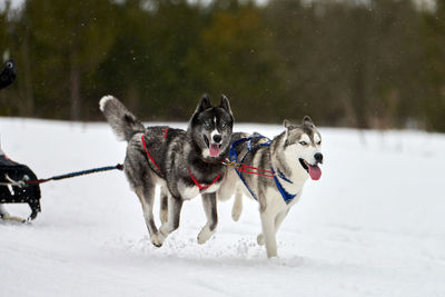 Dog running on snow covered landscape