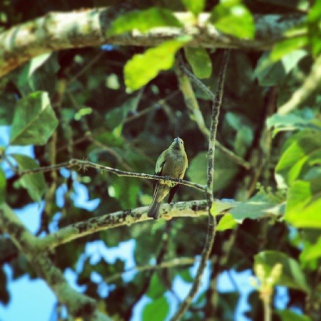 animal themes, animals in the wild, one animal, wildlife, branch, perching, tree, bird, focus on foreground, leaf, low angle view, nature, green color, close-up, selective focus, twig, growth, day, outdoors, no people