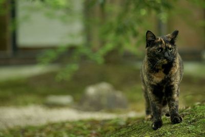 A tortoiseshell