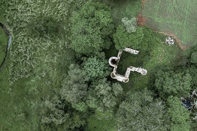 High angle view of person in forest