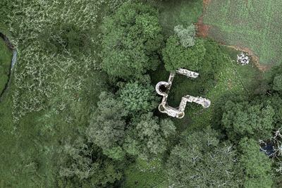 High angle view of person in forest
