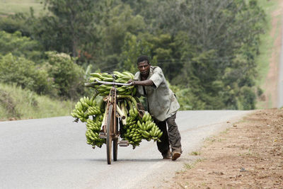 Plantation worker is pushing with bananas overloaded bike up-hill