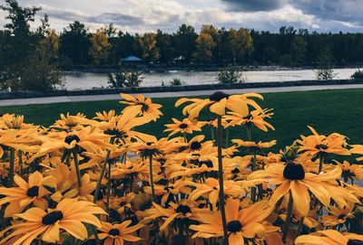 Yellow flowers blooming on field by lake against sky