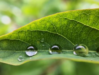 Close-up of raindrops on leaves