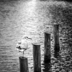 Bird perching on wooden post