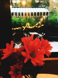 Close-up of red flower