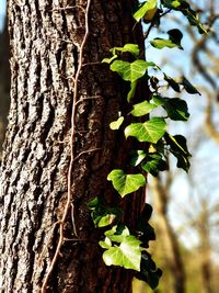 Close-up of ivy growing on tree trunk