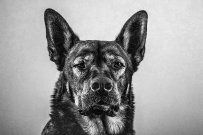 Close-up portrait of a dog over white background