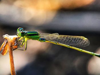 Close-up of dragonfly