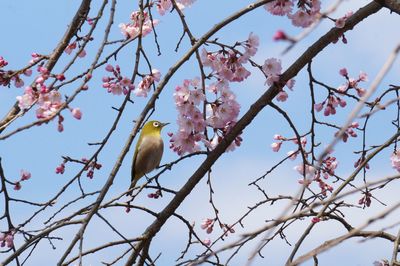 Low angle view of bird perching on tree against sky