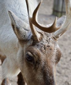 Close-up of deer