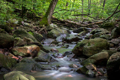 Scenic view of waterfall in forest