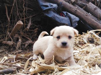 Close-up portrait of cute puppy on field