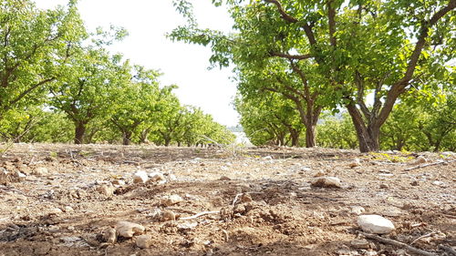 Trees on field