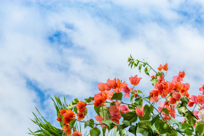 Low angle view of red flowering plant against sky