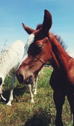 Close-up of foal standing on field against sky