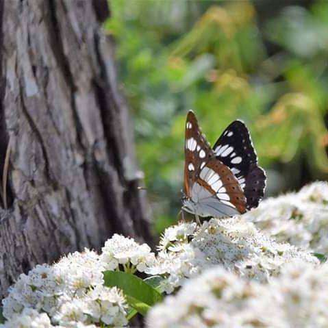 plant, flower, animal themes, butterfly - insect, animal wildlife, one animal, animal, beauty in nature, flowering plant, animals in the wild, invertebrate, animal wing, nature, insect, day, tree, close-up, no people, selective focus, animal body part, outdoors, butterfly